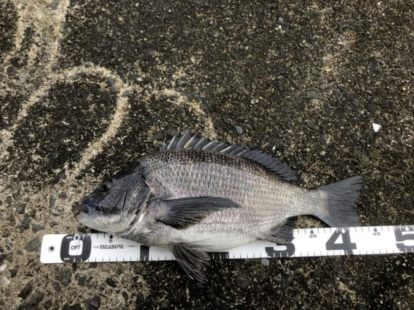 イチノ兄弟、釣果！