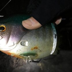 ビッグベイトでやる気スイッチ?