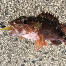 京都ラスト釣り