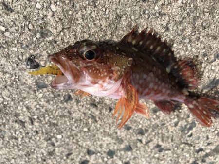 京都ラスト釣り