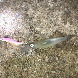 ヤリイカエギング