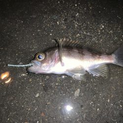 記録更新！最小のね…