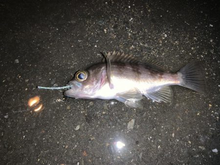 記録更新！最小のね…