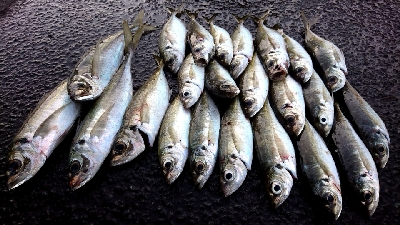 デイ１日中アジング