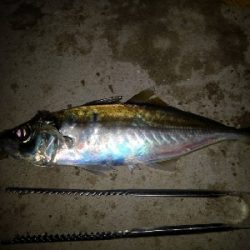 2/22釣果尺アジ！！！アジ大漁！