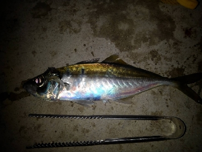 2/22釣果尺アジ！！！アジ大漁！