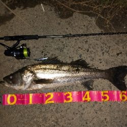 もらったルアー