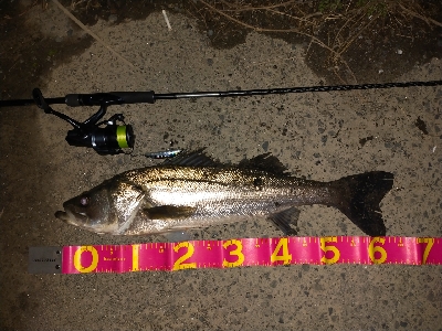 もらったルアー