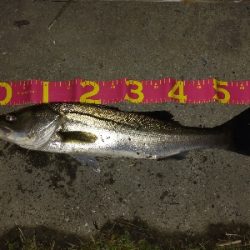 シブいけどなんとか