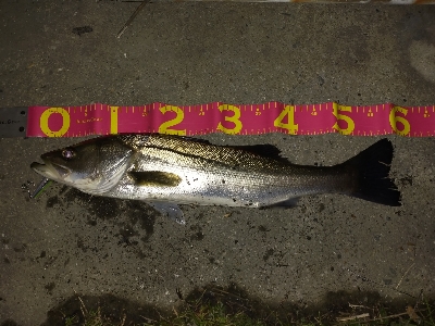 シブいけどなんとか