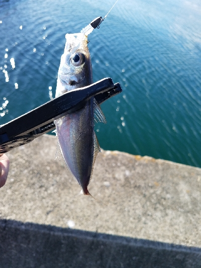 デイ~ナイトアジング。