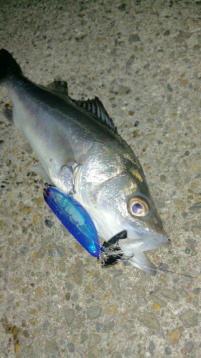 チーバスでも釣れれば面白い