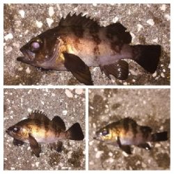 メバリング1803〜1847