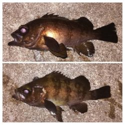 メバリング1805〜1857