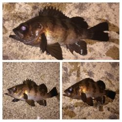 メバリング1805〜1847