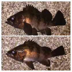 メバリング1805〜1850