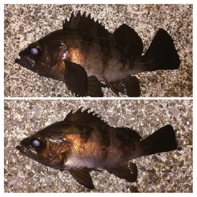 メバリング1805〜1850