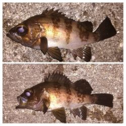 メバリング1805〜1850