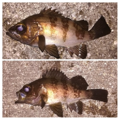 メバリング1805〜1850