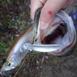 2020年トップウォーターゲーム開幕！