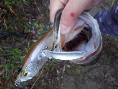 2020年トップウォーターゲーム開幕！