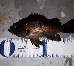 ちょこっと、ライトフィッシング