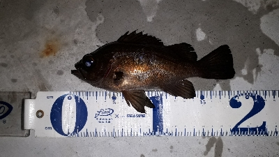 ちょこっと、ライトフィッシング