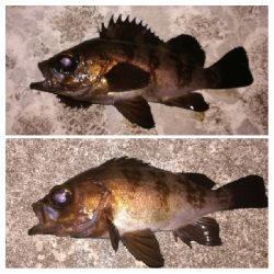 メバリング1805〜1850