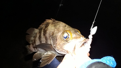 沖堤防で半夜釣り