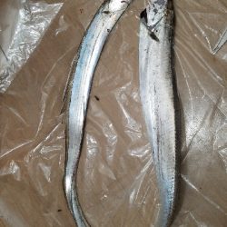 ドラゴン級タチウオ❗