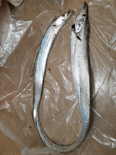 ドラゴン級タチウオ❗