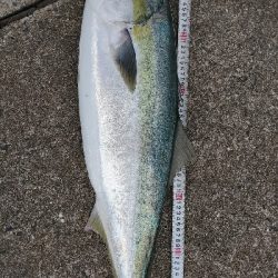 まだまだブリ居る❗