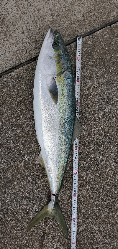 まだまだブリ居る❗