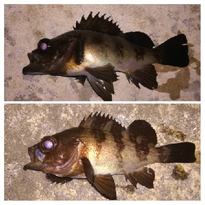 メバリング1805〜1850