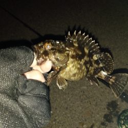 黒鯛だったのかな?