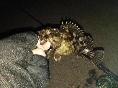 黒鯛だったのかな？