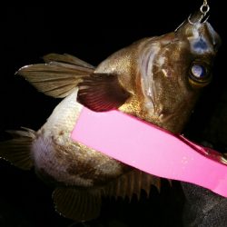 メバルプラッギング