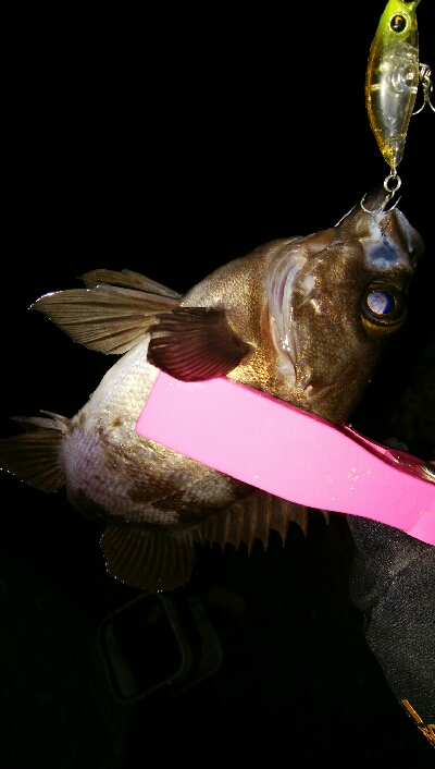 メバルプラッギング