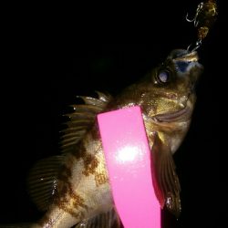 チョイ渋メバルプラッギング