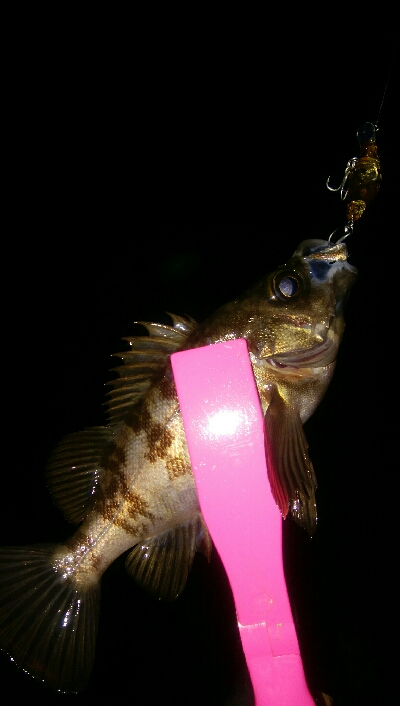 チョイ渋メバルプラッギング