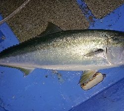 功成丸でアジ釣りからのブリ釣り