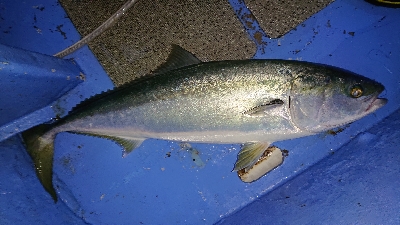 功成丸でアジ釣りからのブリ釣り
