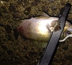 好調!ライトゲーム