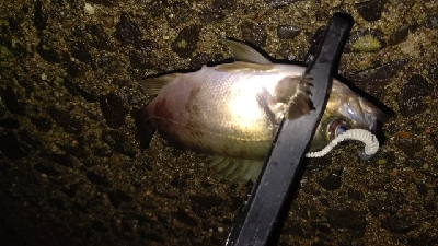 好調!ライトゲーム