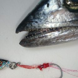 地磯でブリ狙い