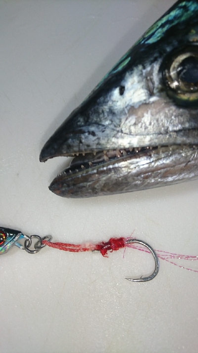 地磯でブリ狙い