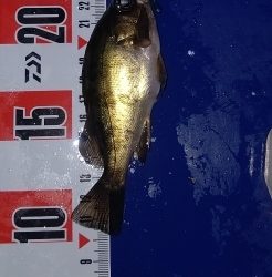 メバルは釣れます