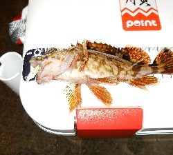 今日もガシリング