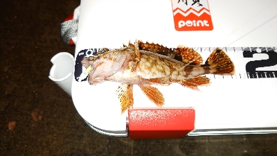 今日もガシリング