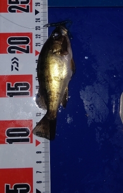 メバルは釣れます